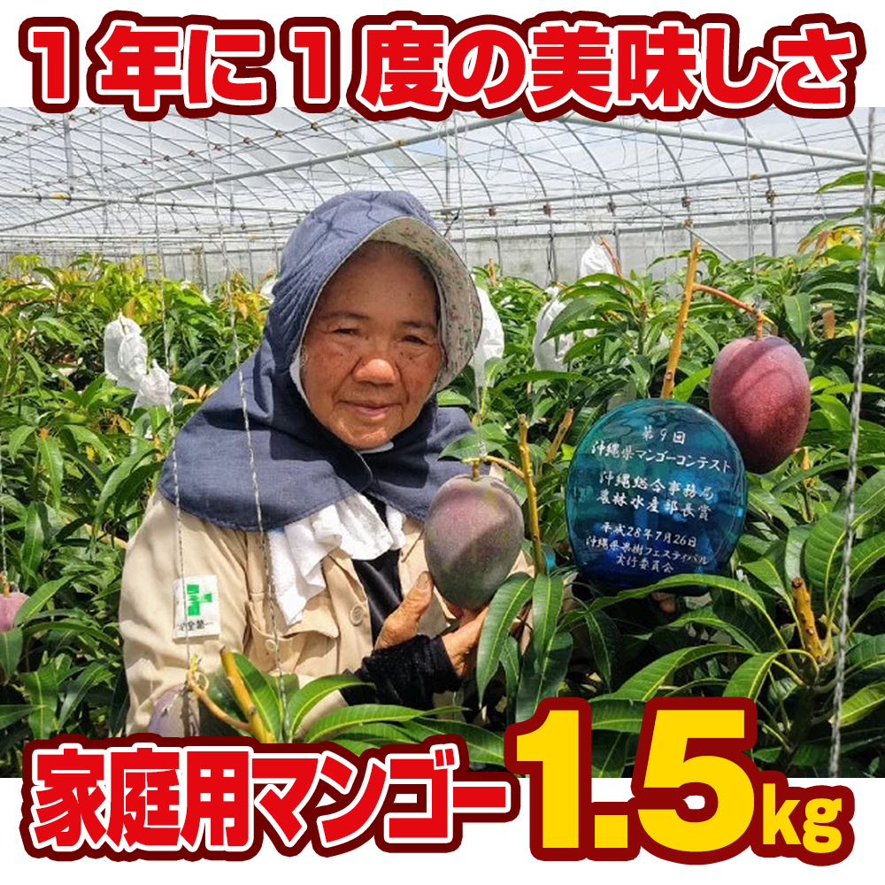 沖縄県南風原町のふるさと納税 【2025年発送】芳醇な香り　とろける食感　家庭用マンゴー1.5kg