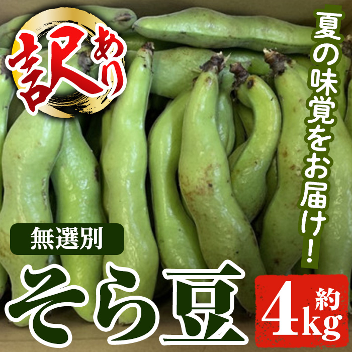＜訳あり＞鹿児島県産 そら豆(約4kg) 