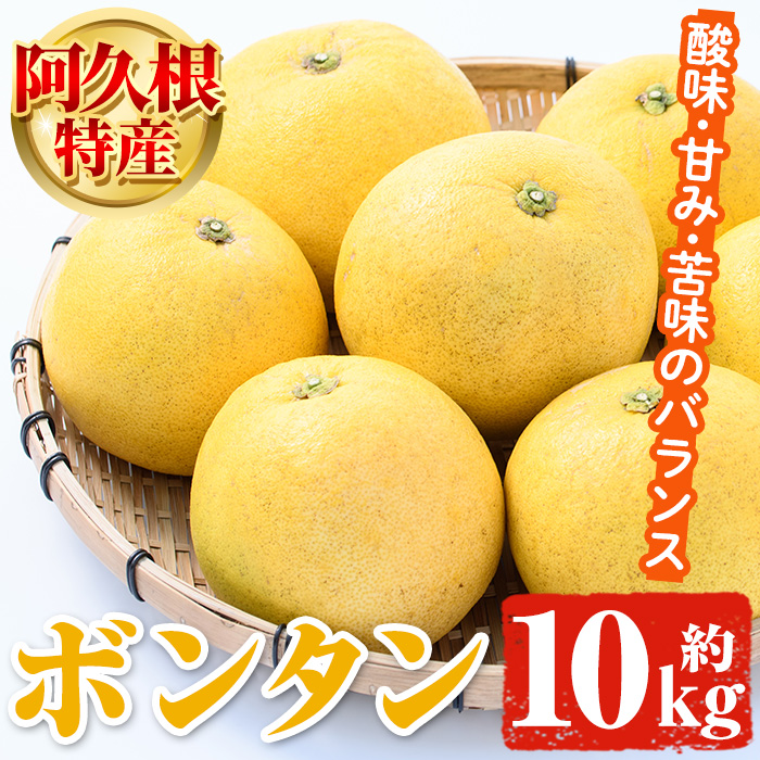 先行予約受付中！2025年1月以降発送予定＞阿久根特産 ボンタン(10kg 