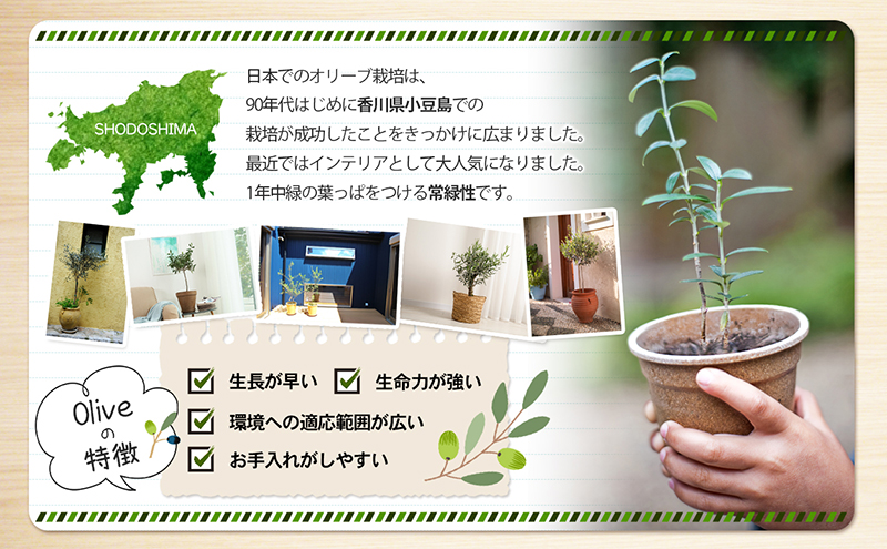 小豆島 】小豆島で育ったオリーブ苗木！ご自宅やお店のシンボル