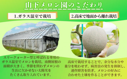 ふるさと納税 【組合直送】【黒箱】静岡が誇る温室高級マスク