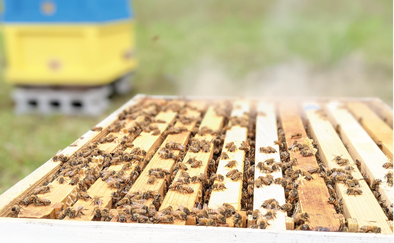 岐阜県美濃市のふるさと納税 90g 天然蜂蜜 国産蜂蜜 非加熱 生はちみつ 岐阜県 美濃市産 (配送エリア限定) D1