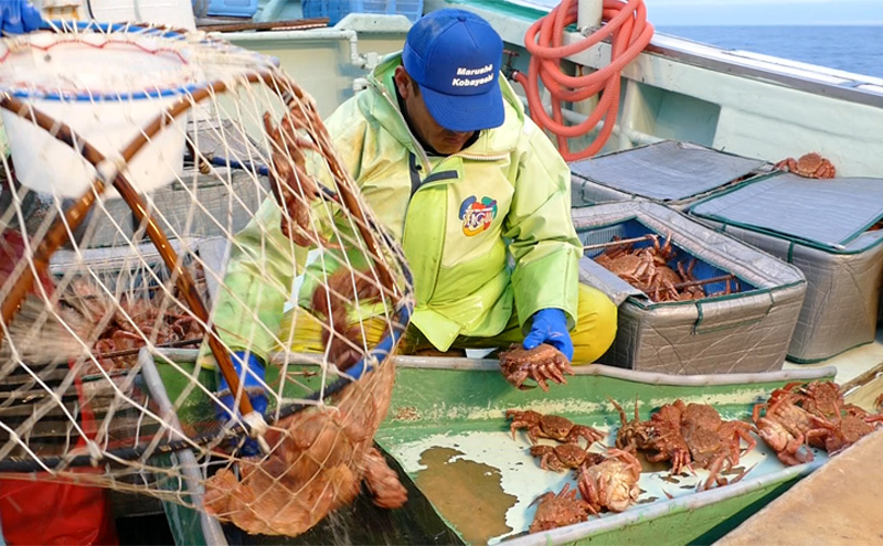 北海道枝幸町のふるさと納税 【漁獲量日本一】至福の逸品！特選冷凍「枝幸毛がに」約570g×2尾 毛蟹 毛ガニ オホーツク 北海道加工食品 地域のお礼の品 カタログ 毛カニ