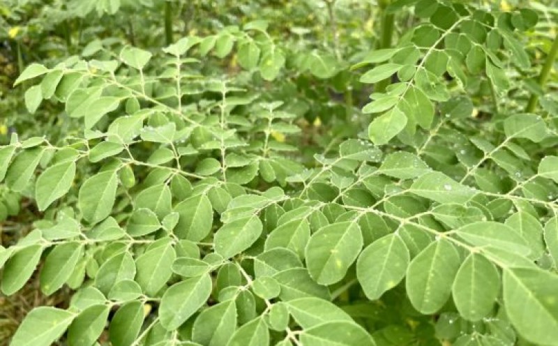 山口県萩市のふるさと納税 お茶 モリンガ茶 5包×5袋 スーパーフード 健康 茶 ティーパック お手軽