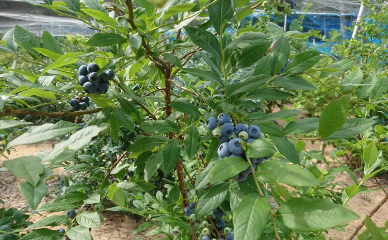 京都府南山城村のふるさと納税 先行予約【8月中旬から随時配送】うえだブルーベリー畑の手摘みブルーベリー【1kg】