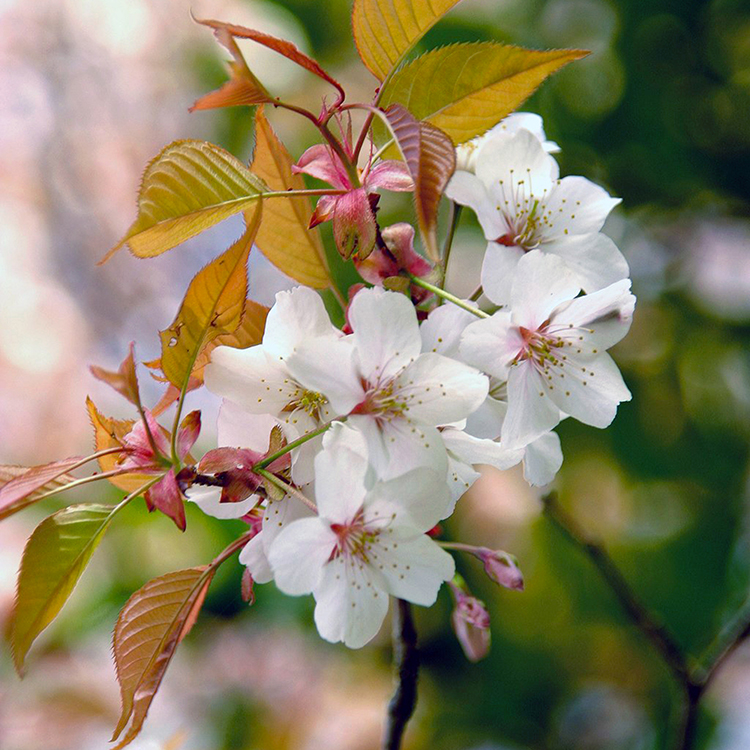 数量限定】山桜はちみつと春の田舎はちみつの3種ギフトセット[B3