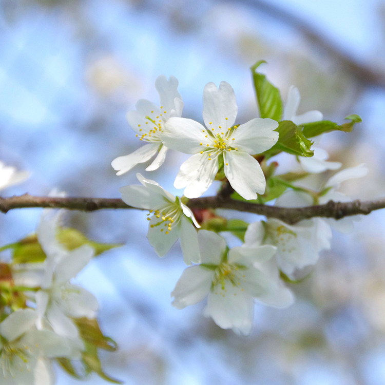 数量限定】山桜はちみつと春の田舎はちみつの3種ギフトセット[B3