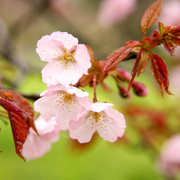 数量限定】山桜はちみつと春の田舎はちみつの3種ギフトセット[B3