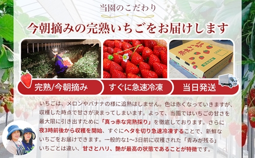 冷凍）バラ凍結 冷凍いちご 2,000g （2kg） 古都華 【令和６年５月から