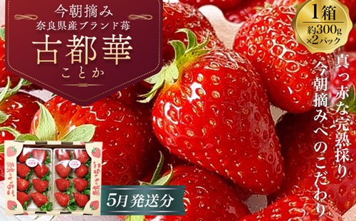 （冷蔵）【令和 ６年 5月発送分】 古都華 300g×2 ／ 丸笑いちご園 完熟 今朝摘み フルーツ 苺 イチゴ 果物 新鮮 完熟 朝採り 高級  希少品種 甘い 奈良県 葛城市|丸笑いちご園