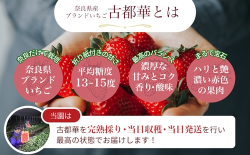 （冷蔵）【令和 ６年 5月発送分】 古都華 300g×2 ／ 丸笑いちご園 完熟 今朝摘み フルーツ 苺 イチゴ 果物 新鮮 完熟 朝採り 高級  希少品種 甘い 奈良県 葛城市|丸笑いちご園