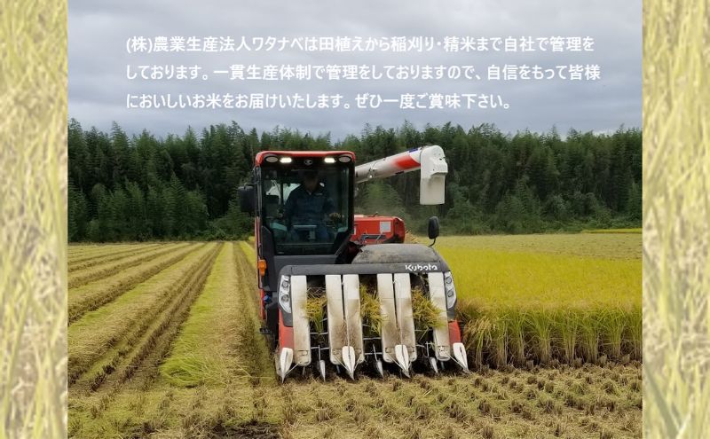 栃木県鹿沼市産 とちぎの星 無洗米 5kg 令和6年産 水稲うるち 栃木県鹿沼市産 とちぎの星 無洗米 5kg 令和6年産 水稲うるち