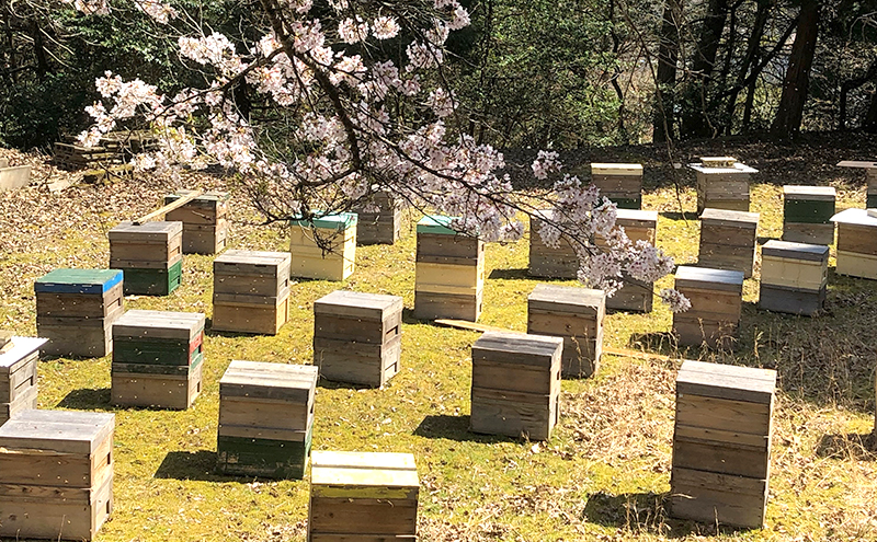 広島県安芸高田市のふるさと納税 はちみつ 桜の蜜 120g 安芸高田市産 ハチミツ 蜂蜜