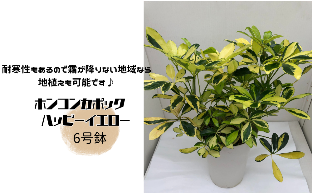 y錧푍szzRJ|bN nbs[CG[ 6
