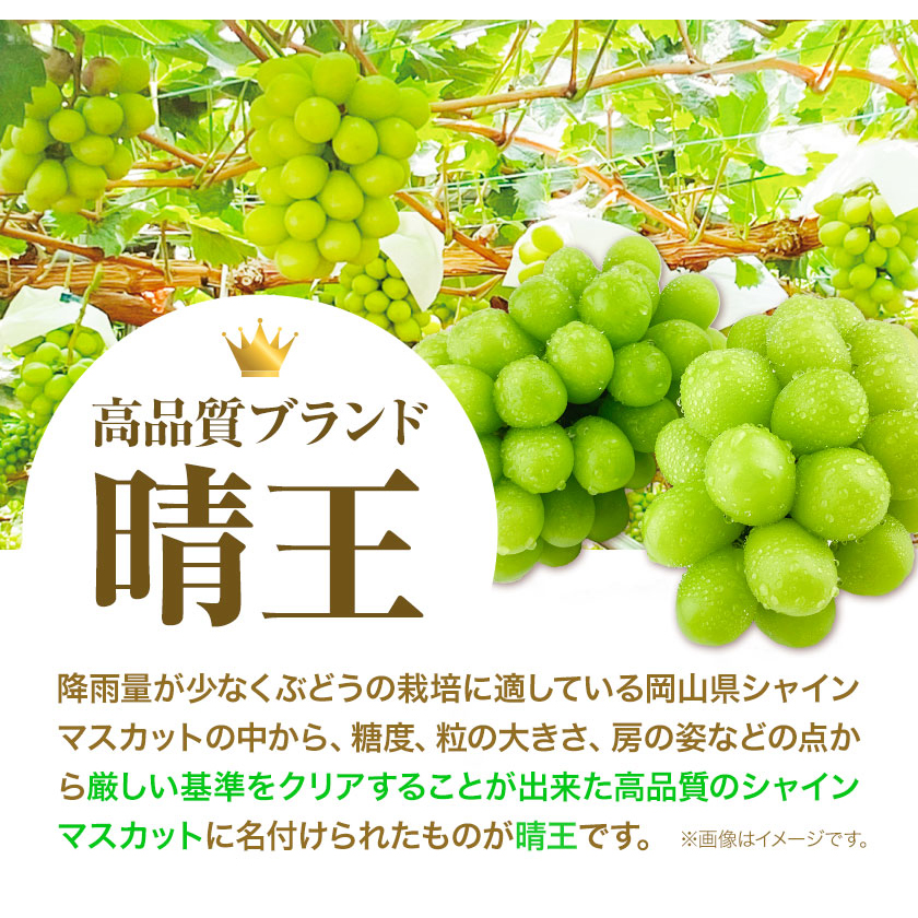 岡山県浅口市のふるさと納税 ぶどう [2025年先行予約] シャインマスカット 晴王 1房 500g 岡山県産《9月上旬-11月中旬頃出荷(土日祝除く)》 ハレノフルーツ マスカット 送料無料 岡山県 浅口市 フルーツ 果物 贈り物 ギフト 国産 岡山県産 くだもの 青果物 【配送不可地域あり】