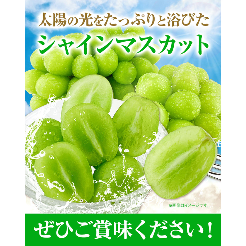 岡山県浅口市のふるさと納税 ぶどう [2025年先行予約] シャインマスカット 晴王 1房 500g 岡山県産《9月上旬-11月中旬頃出荷(土日祝除く)》 ハレノフルーツ マスカット 送料無料 岡山県 浅口市 フルーツ 果物 贈り物 ギフト 国産 岡山県産 くだもの 青果物 【配送不可地域あり】