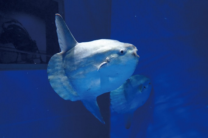 アクアワールド茨城県大洗水族館 年間パスポート 大人2名 大洗 チケット 券 アクアワールド 水族館|株式会社ハイド＆ルーク