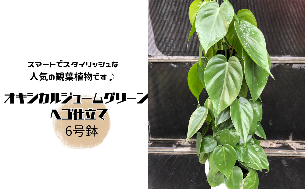 y錧푍szILVJW[O[ wSd 6