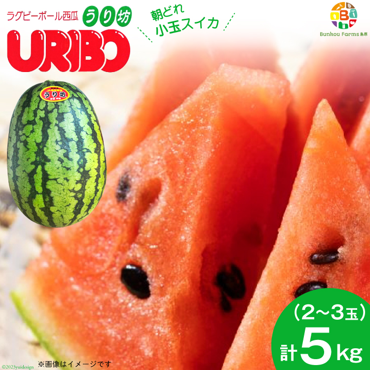 長崎県島原市のふるさと納税 BE276 小玉スイカ「うり坊」5kg（1.7kg以上×2～3玉） ～名水百選の里 島原産～