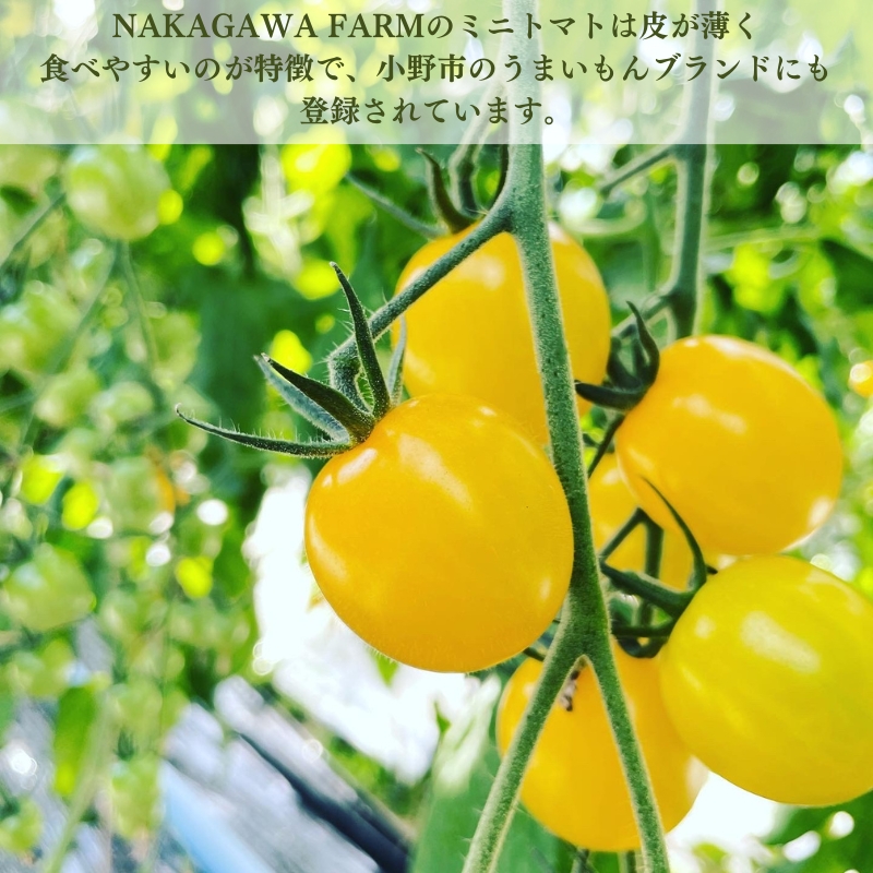 ミニトマト 品種 MIX 1.3kg[ トマト 有機質肥料 ] 野菜 食材