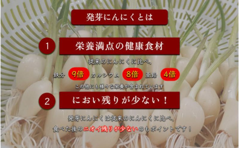 岐阜県海津市のふるさと納税 発芽にんにく餃子30個入り2パック　餃子 にんにく にんにくたっぷり 国産にんにく 発芽にんにく 冷凍 臭わない 栄養価抜群 スタミナ 免疫アップ おつまみ おかず 総菜 餃子専門店 ぎょうざ 工場直売 大量 まとめ買い