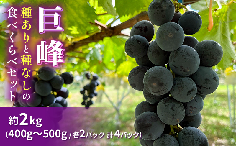 巨峰（種ありと種なし）の食べくらべセット 約2kg2024年（R6年）9月中旬～10月下旬頃出荷予定