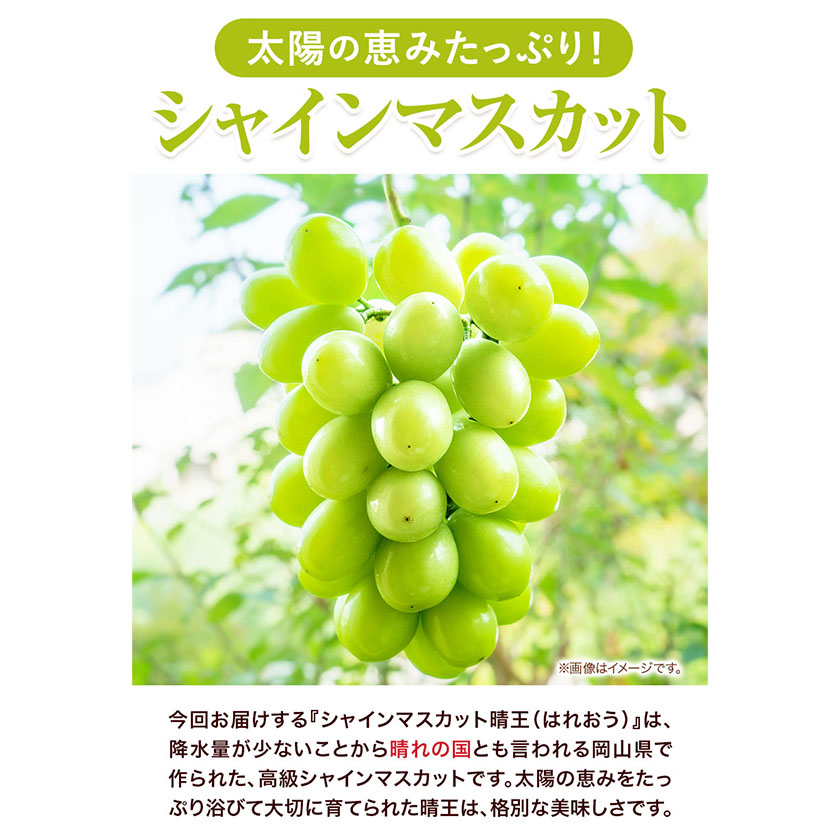 岡山県浅口市のふるさと納税 【2025年先行予約】シャインマスカット晴王 はれおう 2房(1房600g以上) 化粧箱入 株式会社山博(中本青果)《2025年8月下旬-10月中旬頃出荷》岡山県 浅口市 シャインマスカット 晴王 ぶどう マスカット 大粒 フルーツ 秀品 果物 ギフト 国産 岡山県産 送料無料 【配送不可地域あり】