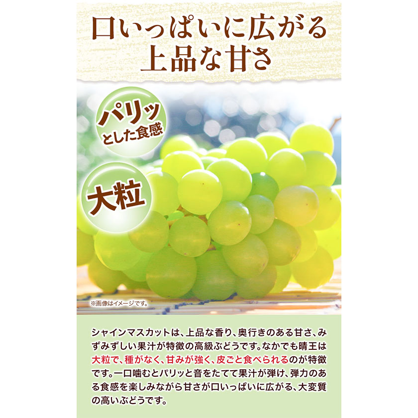 岡山県浅口市のふるさと納税 【2025年先行予約】シャインマスカット晴王 はれおう 2房(1房600g以上) 化粧箱入 株式会社山博(中本青果)《2025年8月下旬-10月中旬頃出荷》岡山県 浅口市 シャインマスカット 晴王 ぶどう マスカット 大粒 フルーツ 秀品 果物 ギフト 国産 岡山県産 送料無料 【配送不可地域あり】