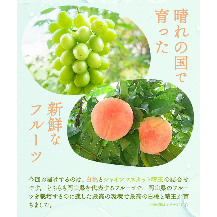 岡山県浅口市のふるさと納税 【2025年先行予約】詰合 白桃（1玉220g以上）2玉・シャインマスカット晴王（1房480g以上）2房 化粧箱入り 株式会社山博(中本青果)《2025年7月下旬-8中旬頃出荷》岡山県 浅口市 ぶどう フルーツ ギフト 贈答用 旬 果物 国産 岡山県産 送料無料　【配送不可地域あり】