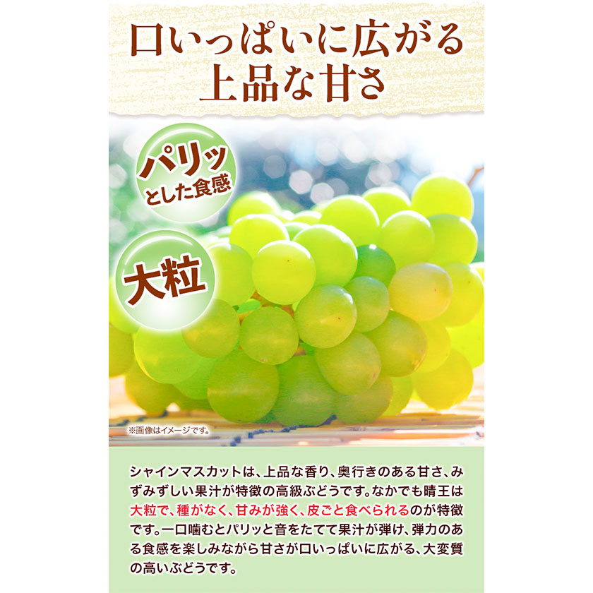 岡山県浅口市のふるさと納税 【2025年先行予約】詰合 白桃（1玉220g以上）2玉・シャインマスカット晴王（1房480g以上）2房 化粧箱入り 株式会社山博(中本青果)《2025年7月下旬-8中旬頃出荷》岡山県 浅口市 ぶどう フルーツ ギフト 贈答用 旬 果物 国産 岡山県産 送料無料　【配送不可地域あり】