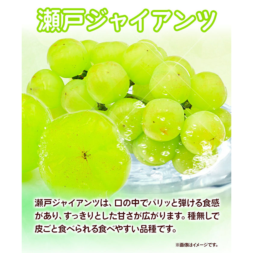 岡山県浅口市のふるさと納税 【2025年先行予約】 定期便4回コース 岡山のフルーツ ニューピオーネ 1房 瀬戸ジャイアンツ 1房 シャインマスカット 晴王 2房 紫苑 1房 あたご梨 4～5玉 化粧箱入り 株式会社山博(中本青果) 《2025年9月上旬-12月下旬頃出荷》 岡山県 浅口市 果物 送料無料【配送不可地域あり】