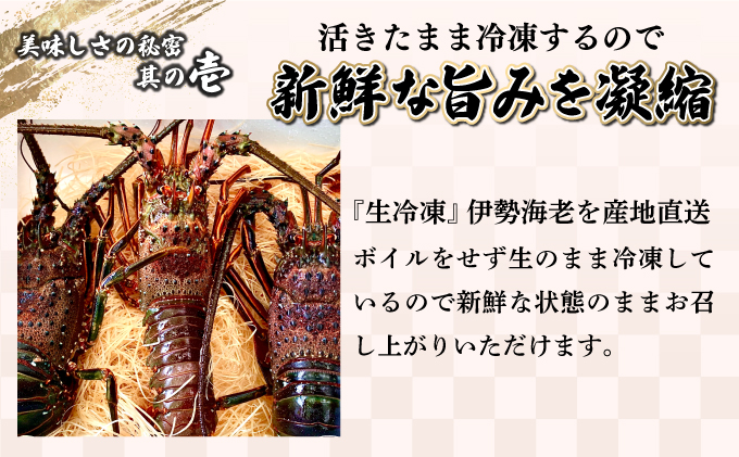 宮崎県串間市のふるさと納税 KU346 【先行予約】＜生冷凍・数量限定＞宮崎県串間産 天然伊勢エビ(計約1kg前後・2～4匹) 【豊漁丸】