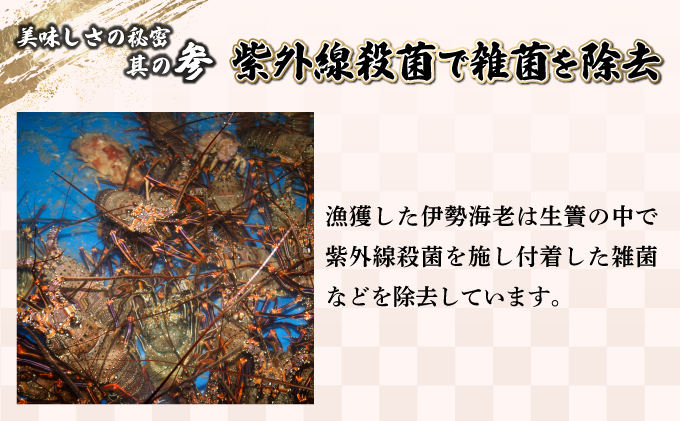 宮崎県串間市のふるさと納税 KU346 【先行予約】＜生冷凍・数量限定＞宮崎県串間産 天然伊勢エビ(計約1kg前後・2～4匹) 【豊漁丸】