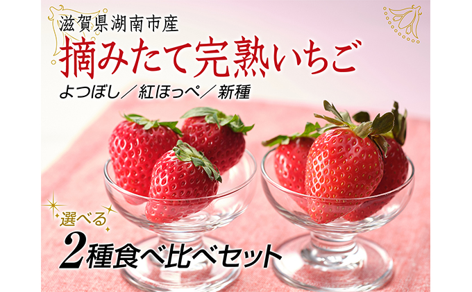 [贈答用]滋賀県湖南市産 摘みたて完熟いちご2種食べ比べ 果物 苺 イチゴ 完熟いちご 贈答用 フルーツ