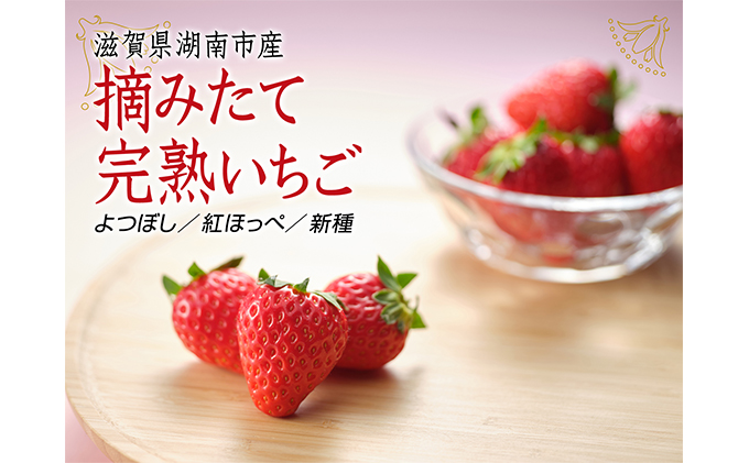 [贈答用]滋賀県湖南市産 摘みたて完熟いちご 果物 苺 イチゴ 完熟いちご 贈答用 フルーツ