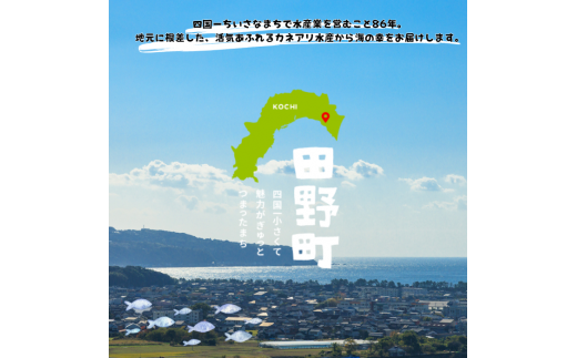 高知県田野町のふるさと納税 【四国一小さなまち】 《カネアリ水産》魚屋のうまいものづくし  6ヶ月定期便 （全6回）