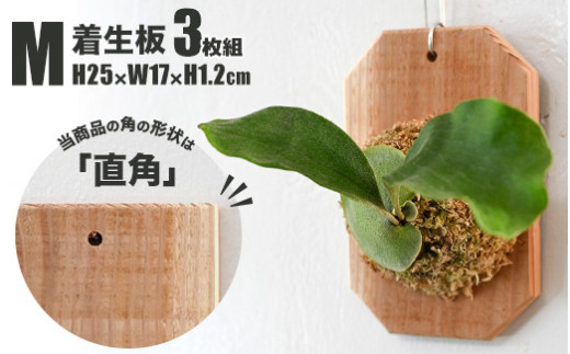 【茨城県守谷市】【着生板】Mサイズ 3枚組「角の形状:直角」