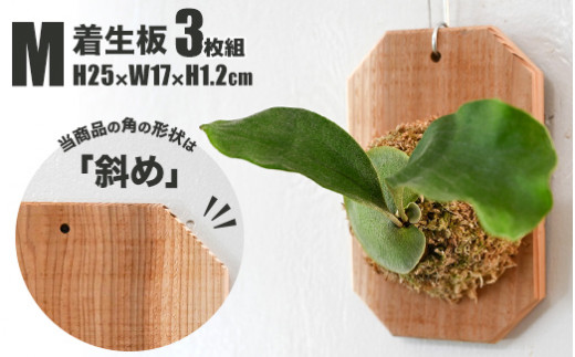 【茨城県守谷市】【着生板】Mサイズ 3枚組「角の形状:斜め」