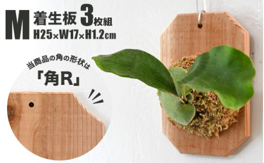 【茨城県守谷市】【着生板】Mサイズ 3枚組「角の形状:角R」