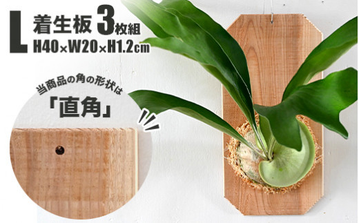 【茨城県守谷市】【着生板】Lサイズ 3枚組「角の形状:直角」