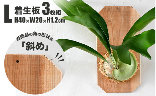 【茨城県守谷市】【着生板】Lサイズ 3枚組「角の形状:斜め」