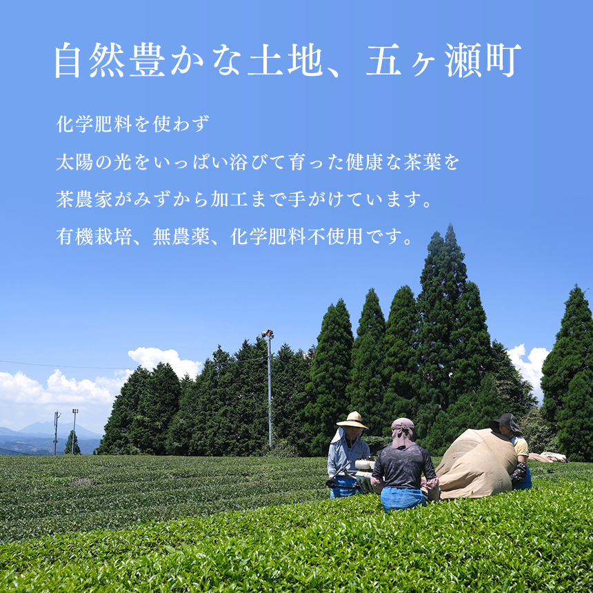 Amazon | 宮崎茶房 百姓番茶（釜炒り茶）800g 無農薬栽培 (1個