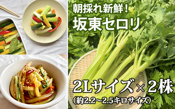 朝採れ新鮮!坂東セロリ2株 / 野菜 柔らかい みずみずしい 茨城県