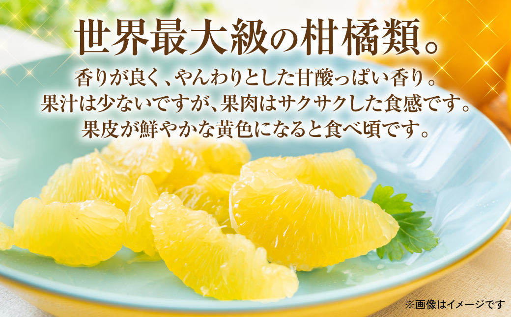 熊本県八代市のふるさと納税 【先行予約】熊本県 八代市産 晩白柚 2Lサイズ2玉(4kg)【2024年12月中旬より順次発送】