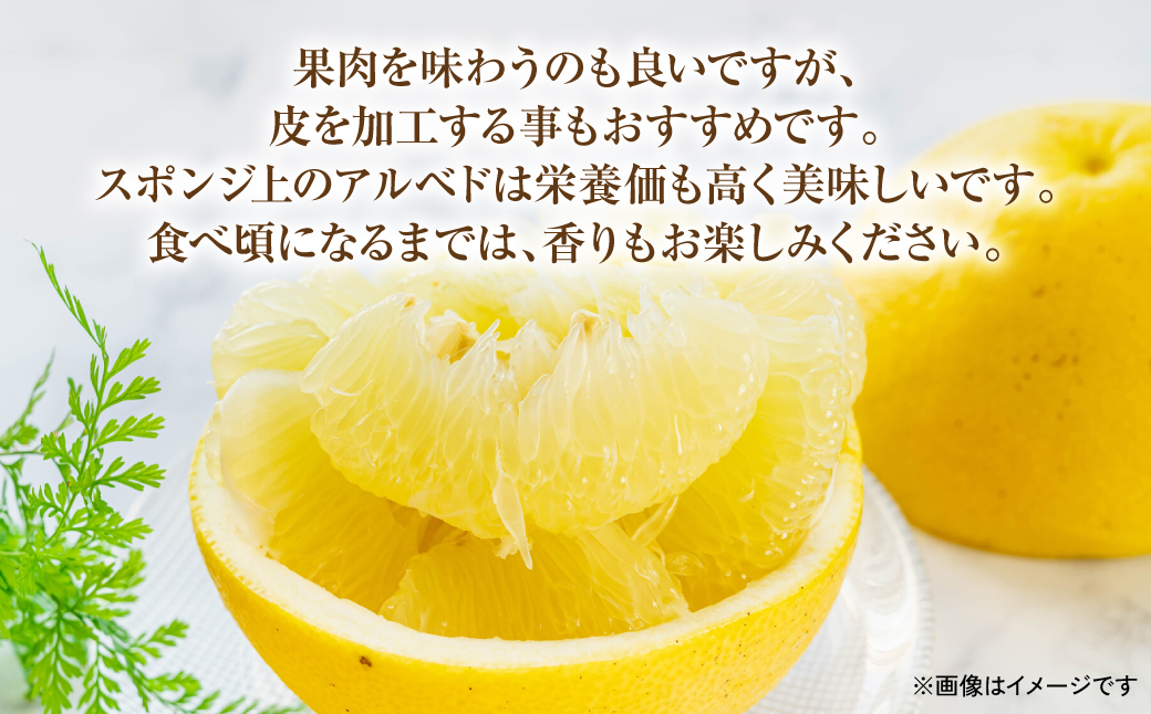 熊本県八代市のふるさと納税 【先行予約】熊本県 八代市産 晩白柚 2Lサイズ2玉(4kg)【2024年12月中旬より順次発送】