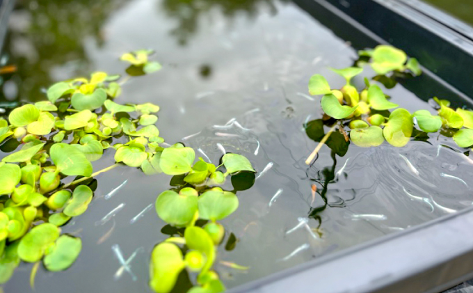 花火めだか】HAKU 雄1匹雌2匹＋雌おまけ1匹 合計4匹 - 魚類、水生生物