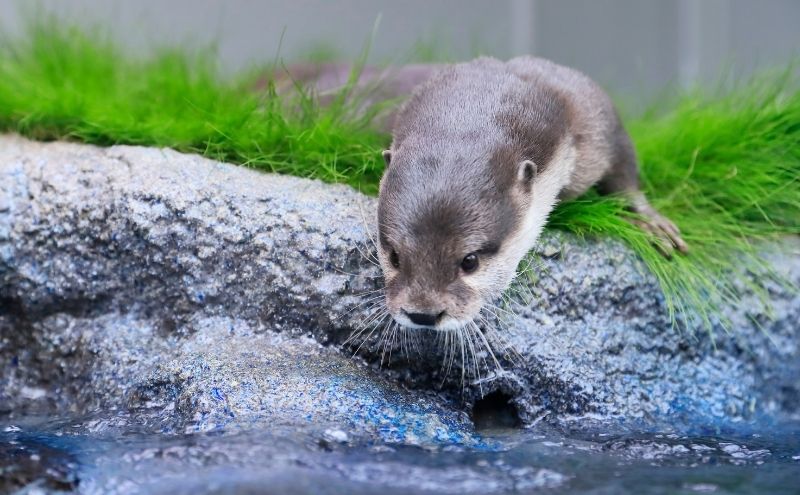 東京都豊島区のふるさと納税 サンシャイン水族館＋サンシャイン60展望台 セット券（大人・こどもペア）