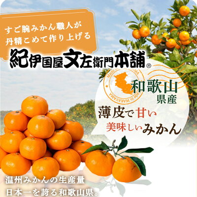 V7440_有田みかん 約15kg(+傷み補填分1kg)=合計16kg【サイズ V7440_有田みかん 約15kg(+傷み補填分1kg)=合計16kg【サイズ