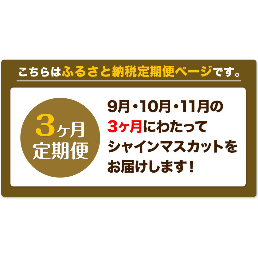 ぶどう 3ヶ月 定期便 [2024年先行予約] シャインマスカット 晴王 約