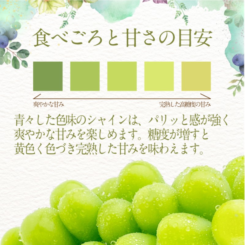 ぶどう☆様 ぶどう 2025年 先行予約 瀬戸 ジャイアンツ 2房（1房480g以上
